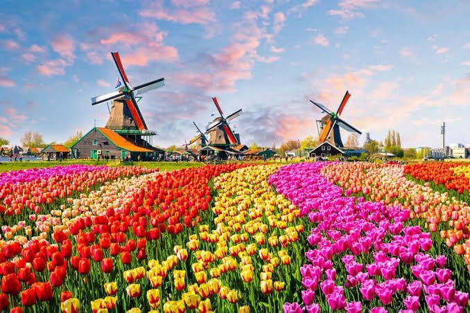 Day 5 — Windmills & Dutch Culture